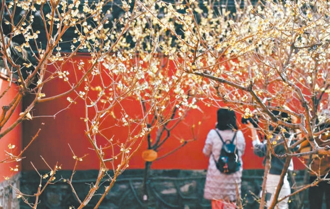 迎春第一花扮靓京城