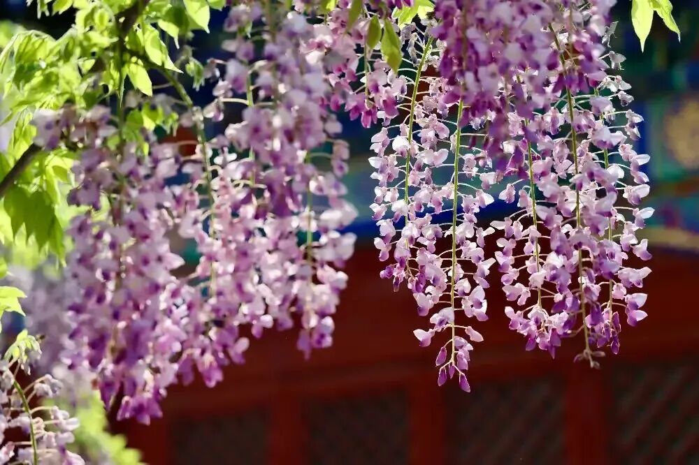 5月5日19时49分，正式迎来——