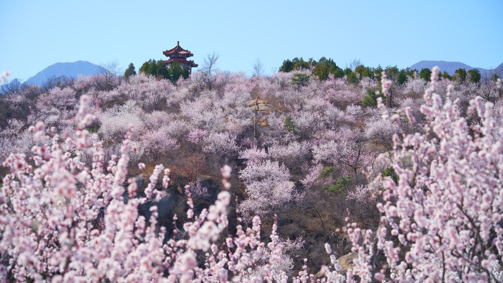 恍若置身“林芝桃花谷”！还能品尝地道春鲜 | 周末京郊微度假