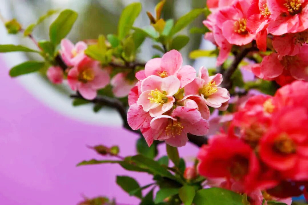 第十一届海棠春花文化节