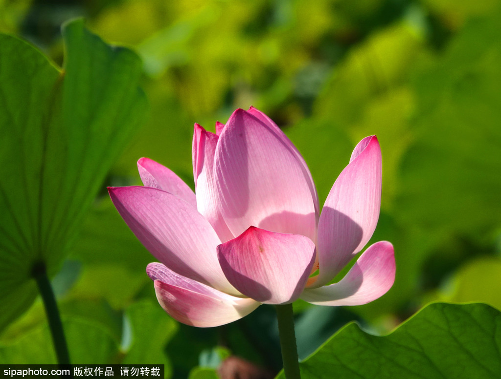 Guía para apreciar flores de loto en Beijing 2024