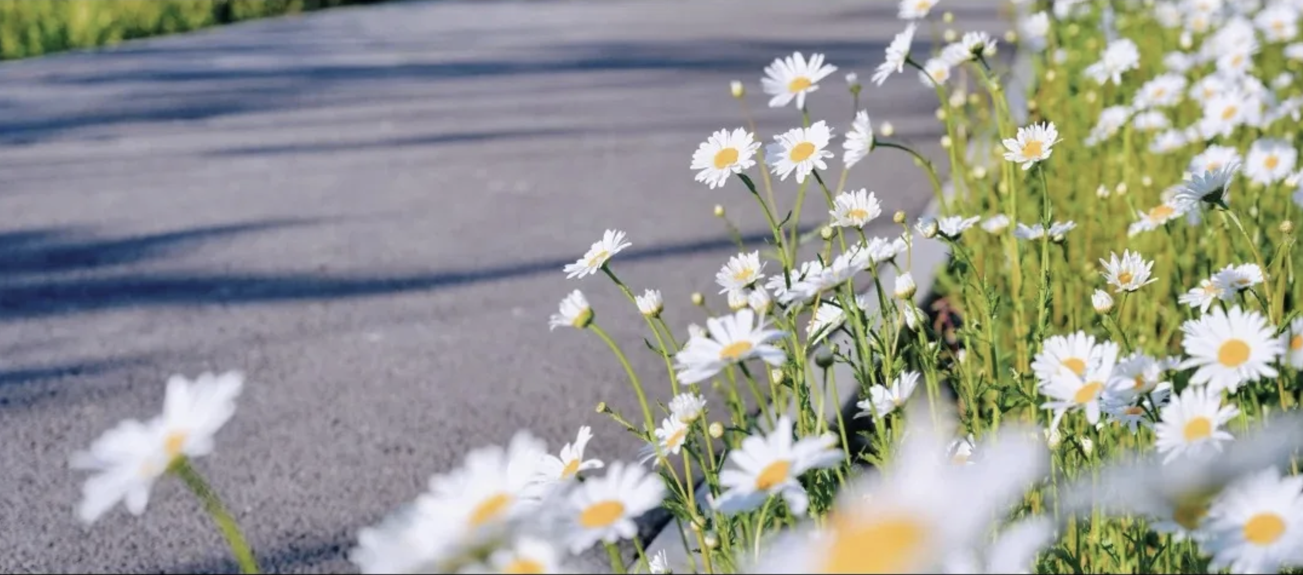 Enchanting flower seas in early summer beijing create a dreamlike spectacle