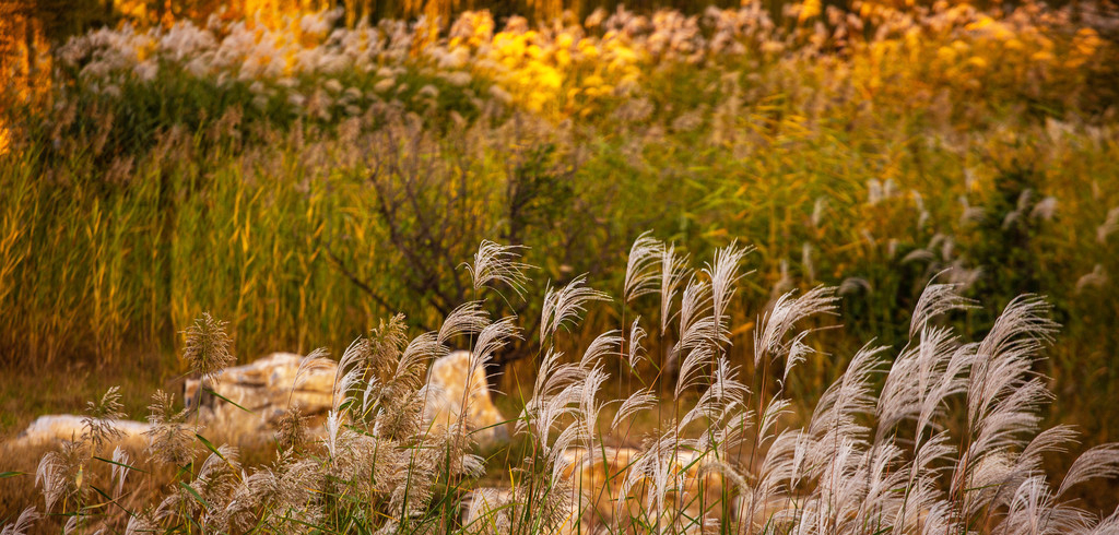 一眼心动！周末邂逅北京芦花漫舞，超有秋日feel
