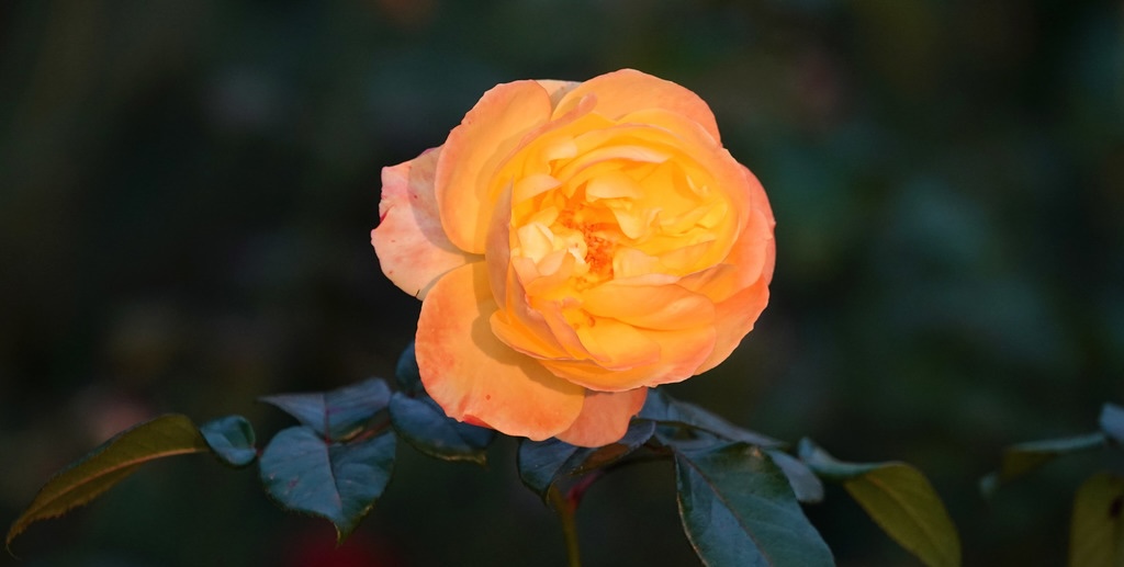 Beijing's city flower in best viewing period