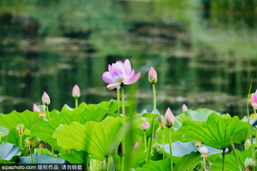 夏日寻芳陶然亭湖畔荷韵悠悠
