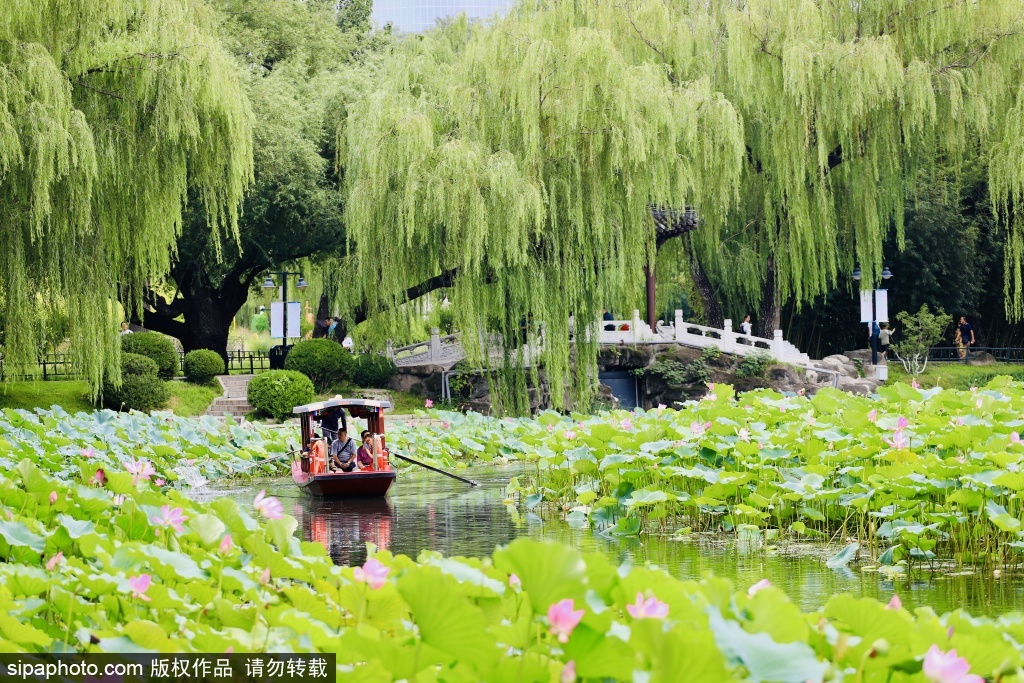 泛舟紫竹院公园“荷花渡” 享受惬意夏天