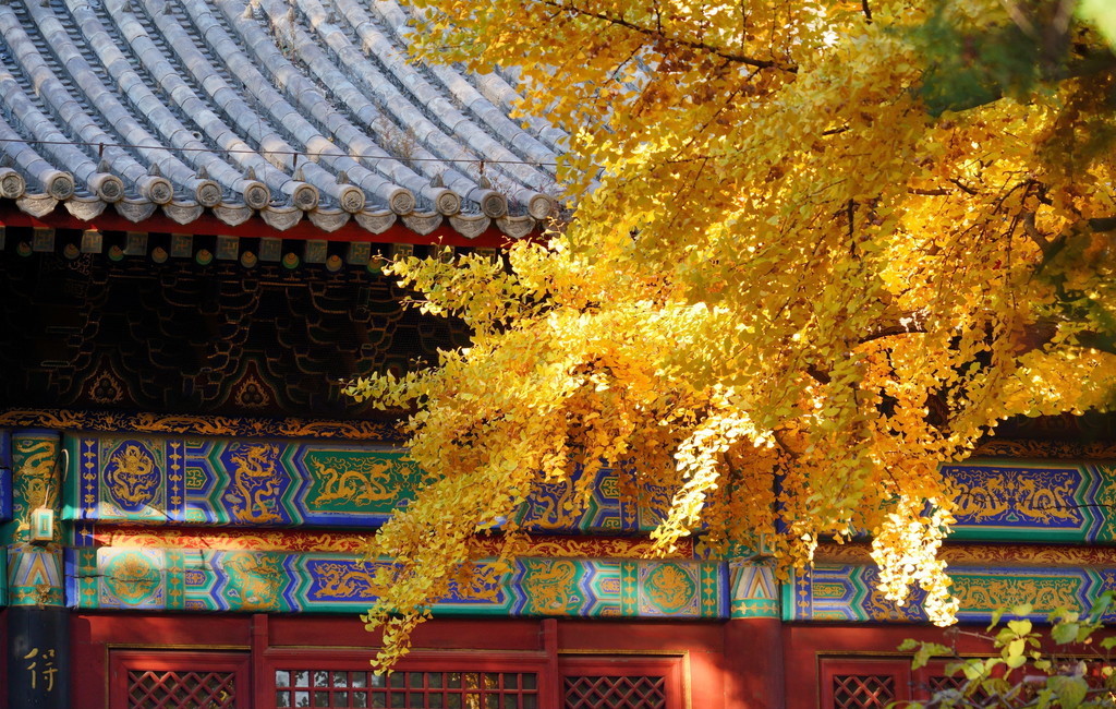 Beijing parks' stunning ginkgo trees are now 'online'