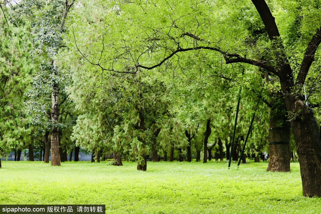 天坛公园秋日美景