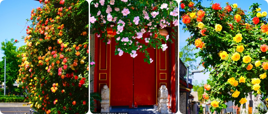 Beijing hutongs in early summer so stunning