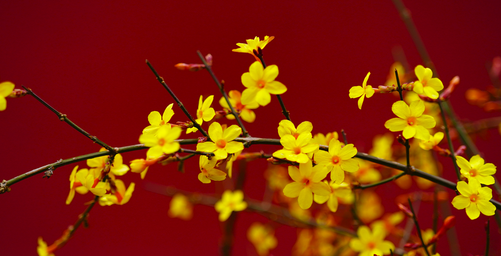 一定要来北京感受花开满城的浪漫，共探京城春晓