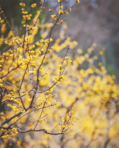 一园梅影阅沧桑 百年风雅香如故