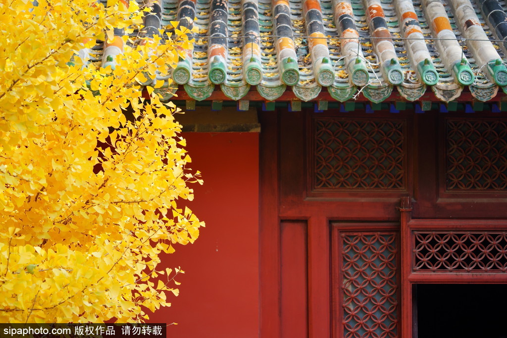 大觉寺银杏女王将迎颜值巅峰