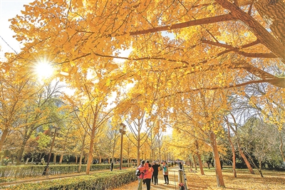 今秋北京彩叶观赏期延长近一周