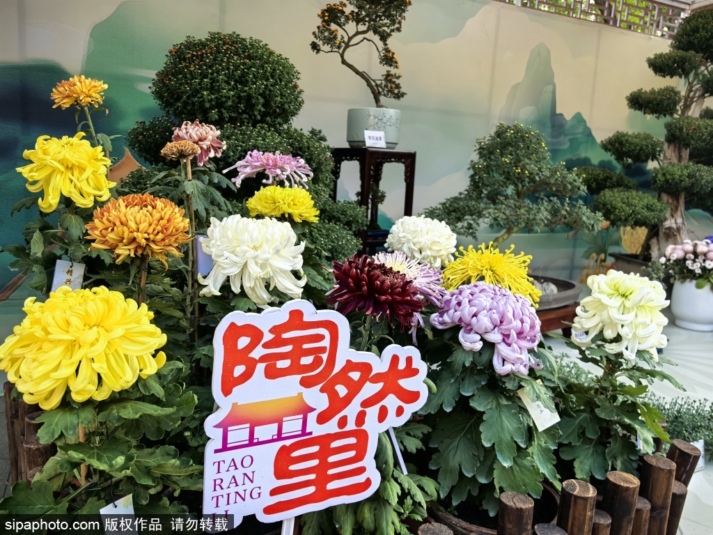 陶然亭公园第三届菊花文化节