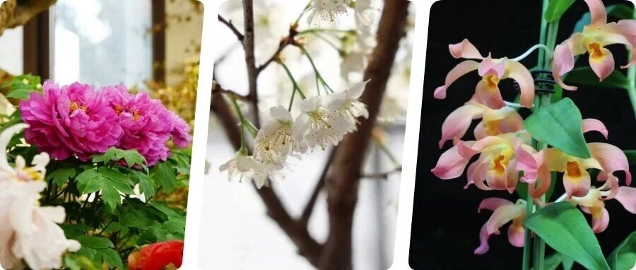 太美了！国色天香牡丹、万余株兰花、国樱新品盛开！春节赏花就去北京这些地方——