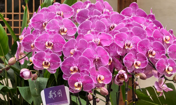 星空蓝、梦幻粉，“油画感”蝴蝶兰成北京花市新宠