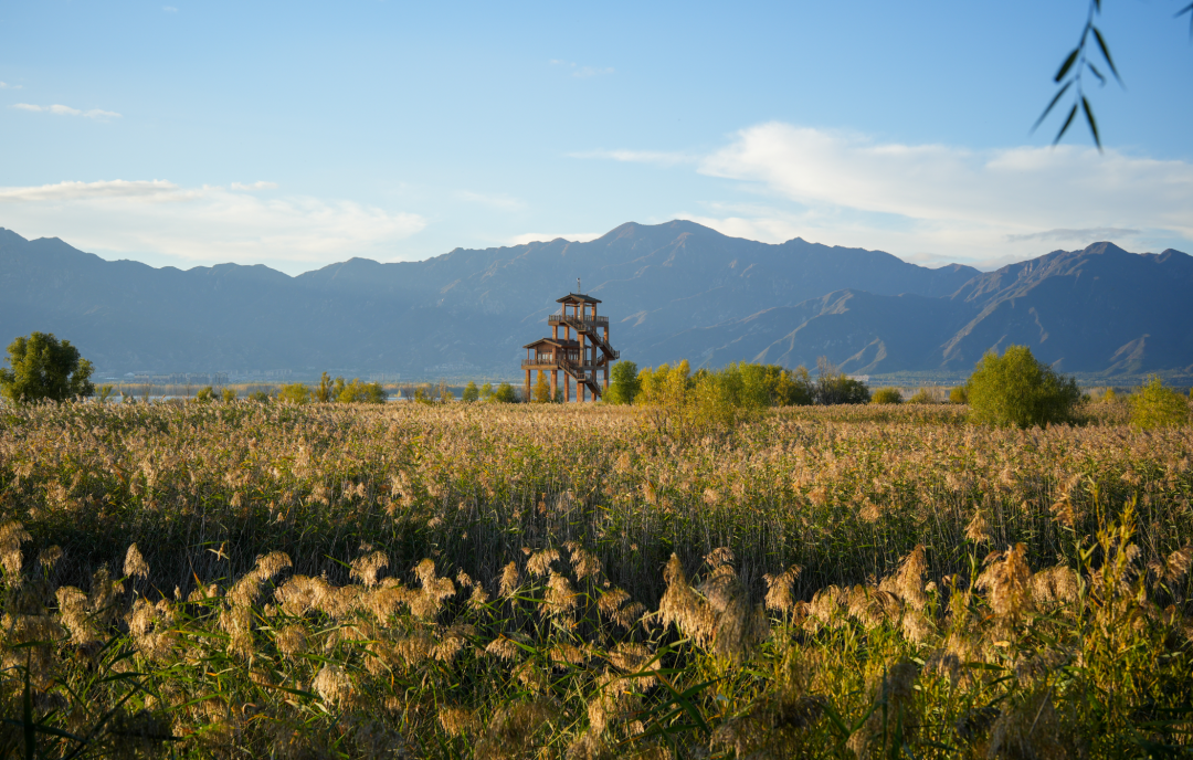 野鸭湖“金秋芦苇节”开启