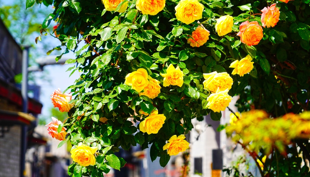 Romantic hutongs in early summer in Beijing