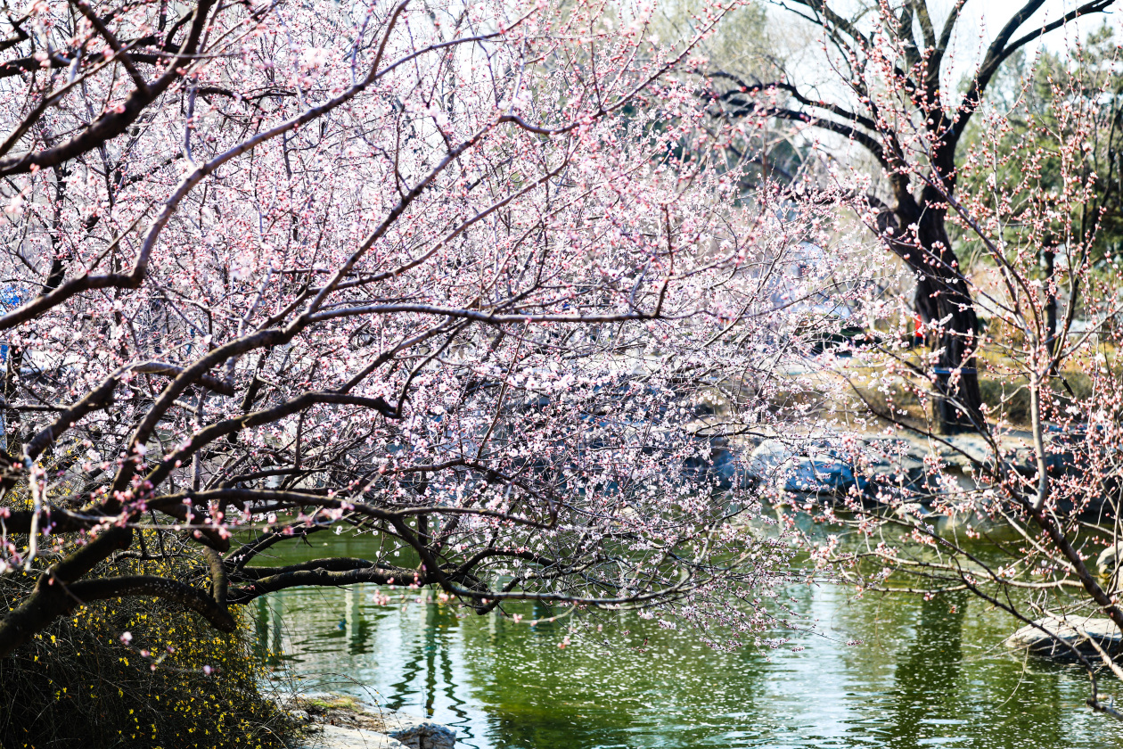 Se han inaugurado la Cuarta Temporada de Contemplación de las Flores de Melocotón y la Exposición de Flores Mundialmente Famosas del Jardín Botánico Nacional