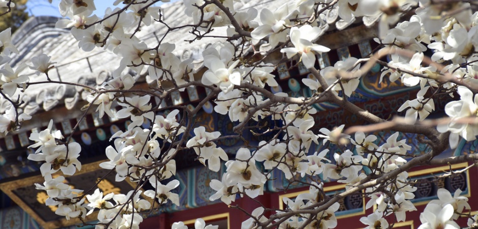🦋好美！北京这里的玉兰花绽放进度已达90%——