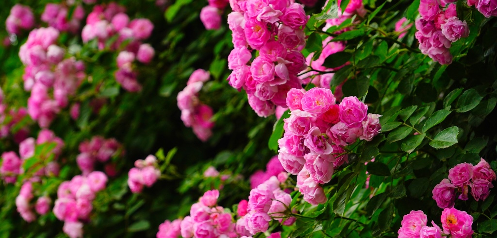 Roses in full bloom in May