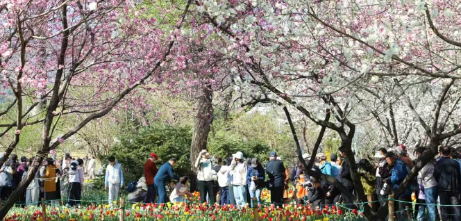 清明假期北京文旅市场量质齐升 春日文旅消费活力迸发