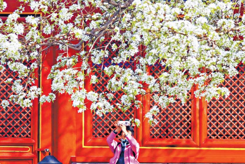 京城春景盛 赏花正当时