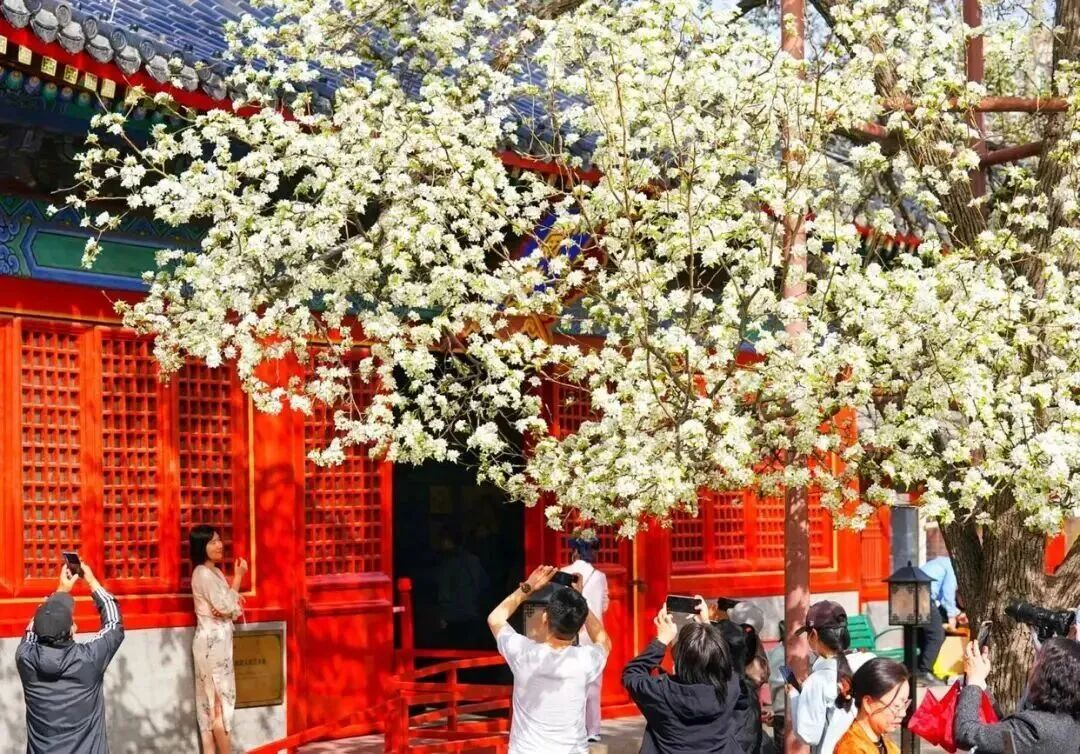 Раскройте весенний колорит! Представлено «Руководство Color Walk» по Пекину