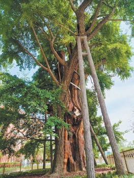 长安街西延线新添古树公园，700年“灵福银杏”复壮繁茂