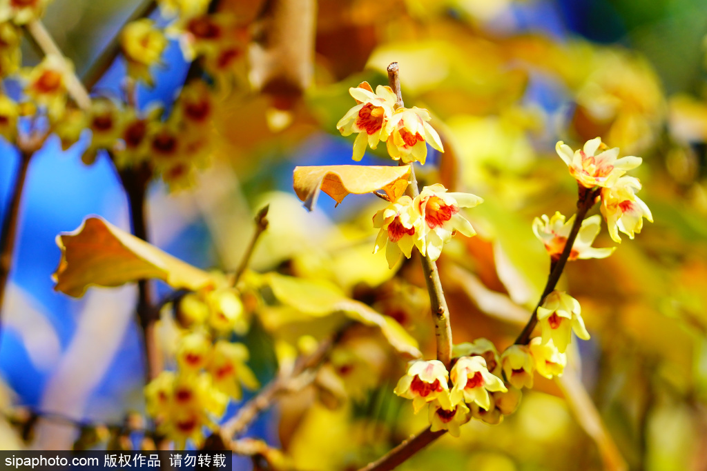卧佛寺早花蜡梅悄然绽放 邂逅初冬金色浪漫