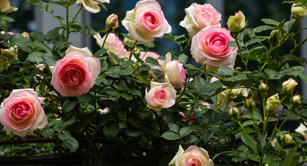 IX International Symposium on Rose Research and Cultivation will open on May 10th