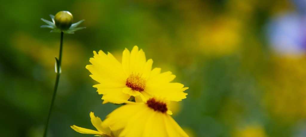 The sea of flowers in midsummer arrives in Beijing