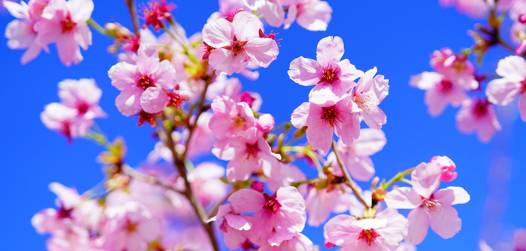 樱花开了！北京首条樱花河，即将亮相