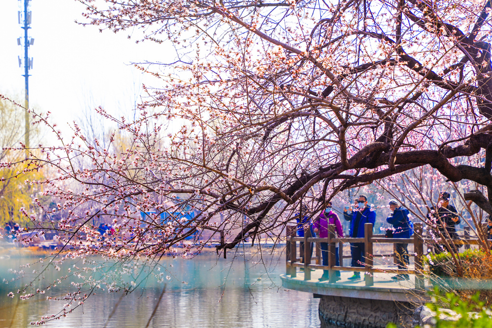 国家植物园第二届桃花观赏季暨世界名花展周末开幕