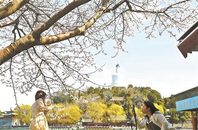 北京市属公园开启夜赏春花 即日起至5月上旬推出40余处踏青赏花经典片区