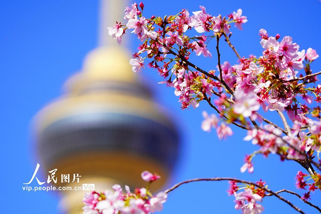 北京玉渊潭樱花文化节