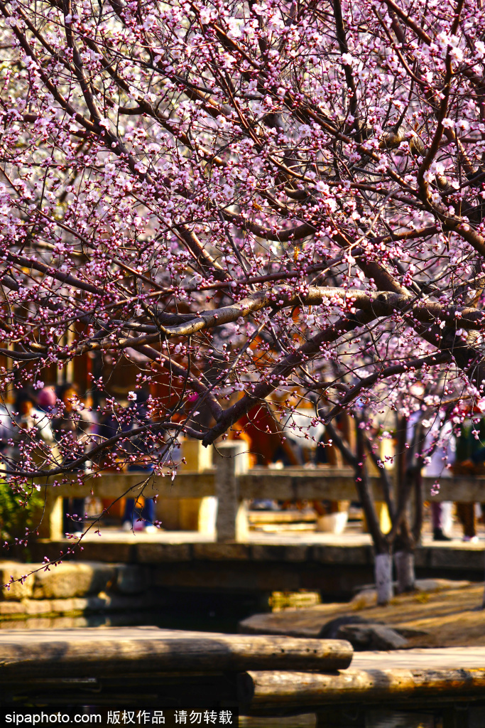 前门三里河公园春意盎然