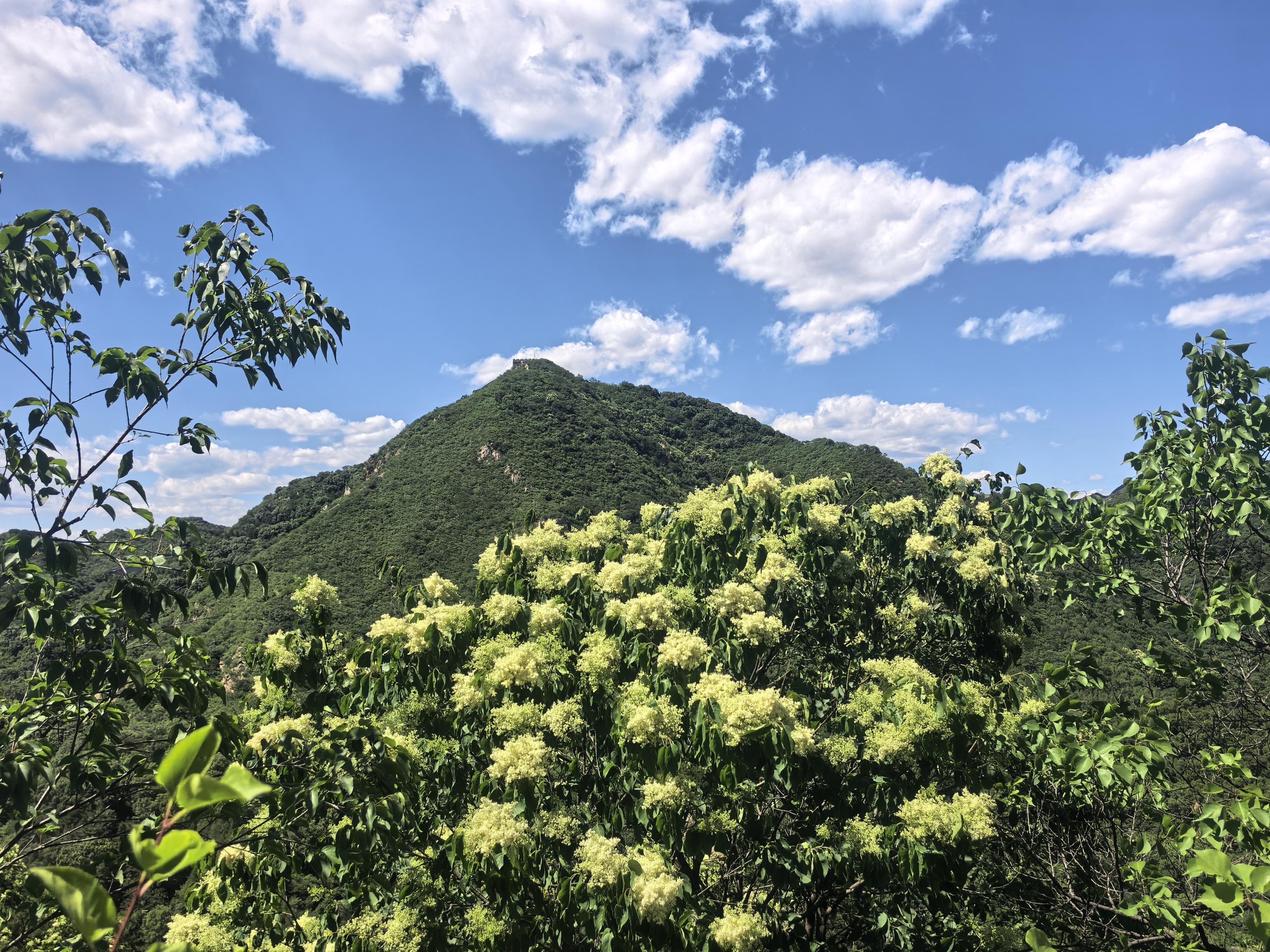 华北最大野生暴马丁香林进入盛花期