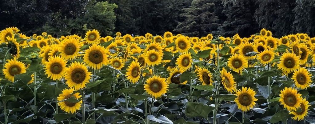 Beijing terraced fields sunflower sea comes