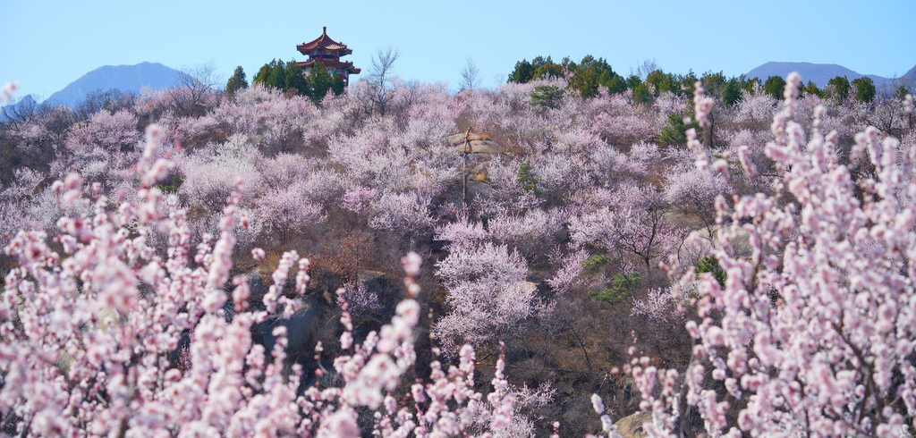恍若置身“林芝桃花谷”！还能品尝地道春鲜 | 周末京郊微度假