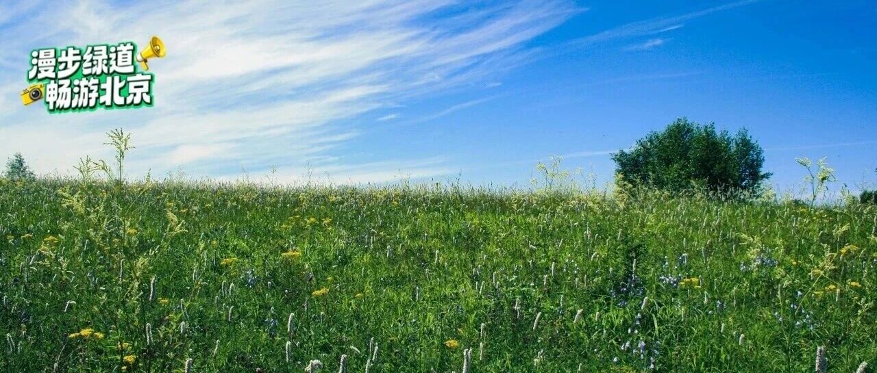 绝美！北京这些高山草甸宛若“空中花园”