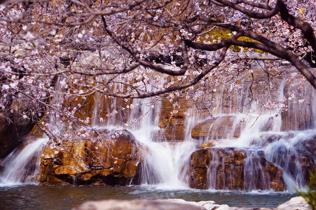 国立植物園第2回桃の花観賞シーズン