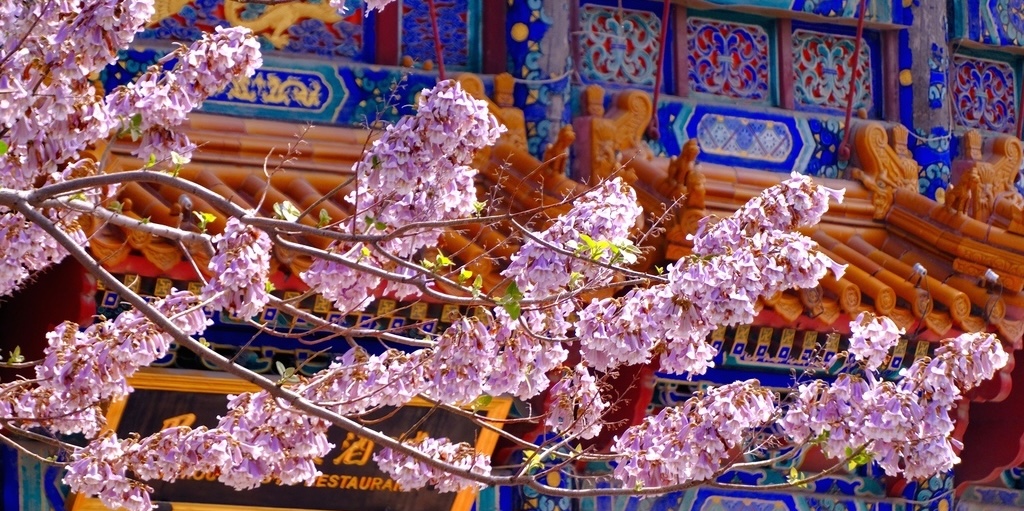 Beijing niche spring flower viewing guide