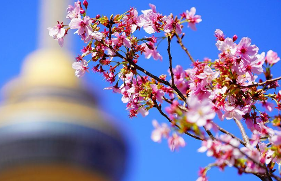 北京玉渊潭樱花文化节