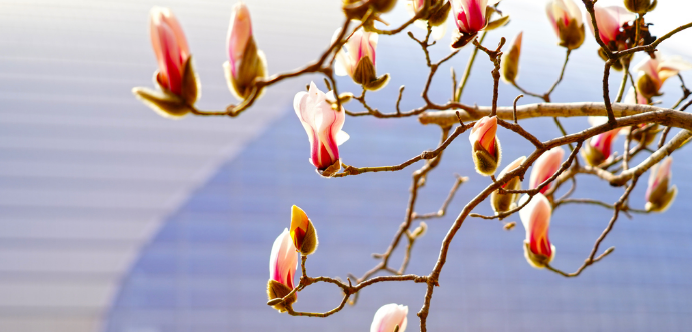 机器人国家大剧院的玉兰与穹顶同框