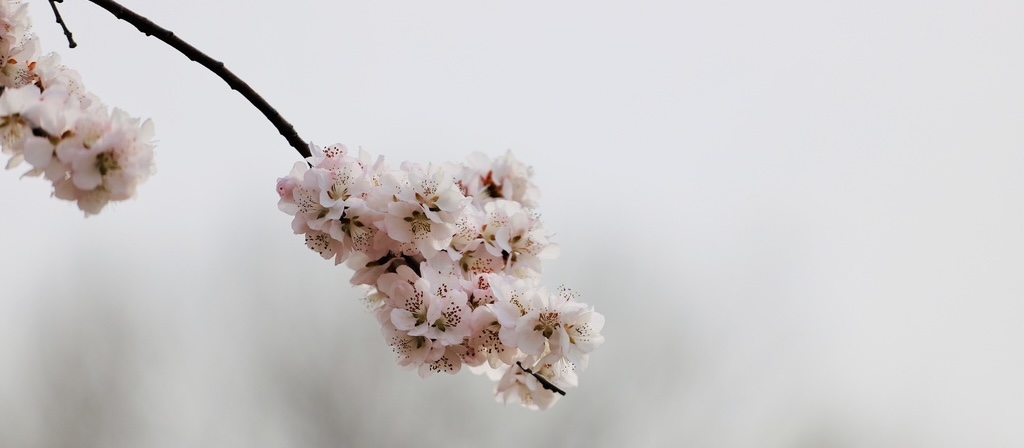 Weekend Getaways in Beijing Suburbs | Come to the hometown of peach blossoms