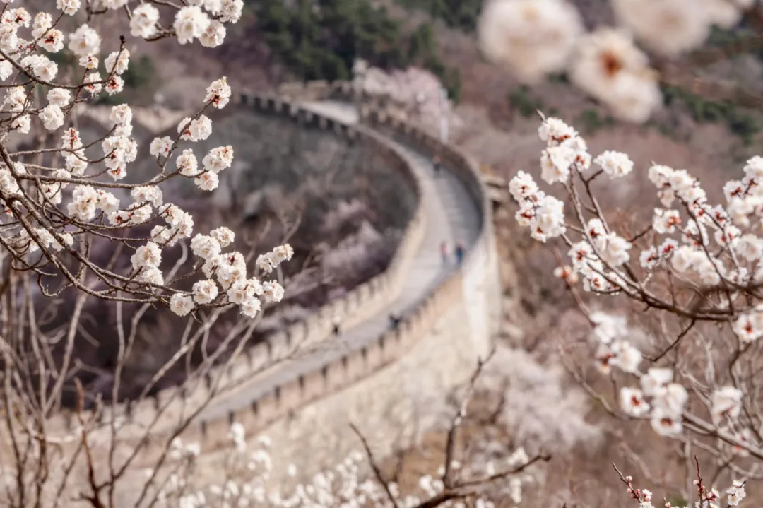 Aquí tiene usted la guía exclusiva de observación de las flores de primavera en la Gran Muralla de Mutianyu