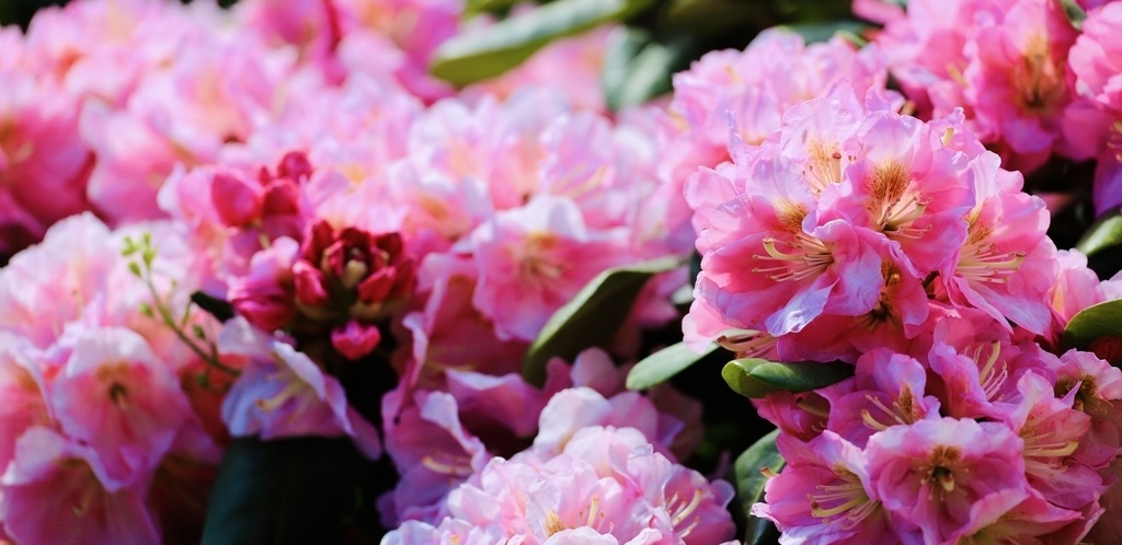 Enjoy sea of alpine roses and attend a 400-year-old ancient temple fair