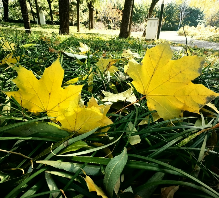 Beijing's Autumn