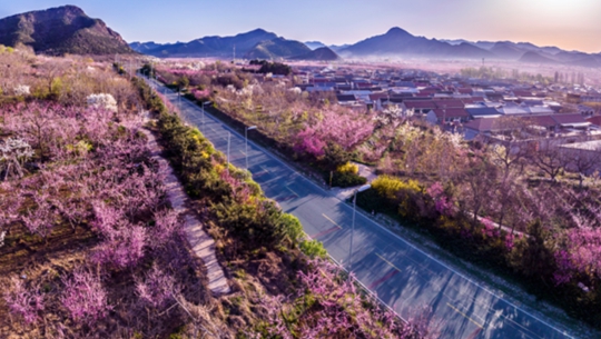 28-й Пекинский международный фестиваль цветения персика в районе Пингу